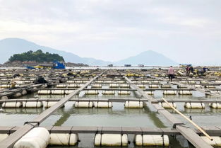 天马大黄鱼饲料销量超2万吨 最大经销商年销6000吨 为何大经销商偏爱与她合作