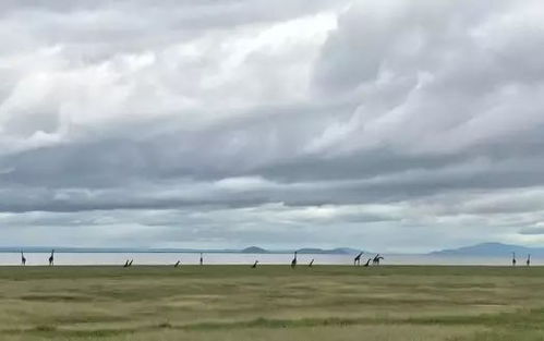 天马行空的野奢酒店之旅,颠覆你对非洲的所有想象