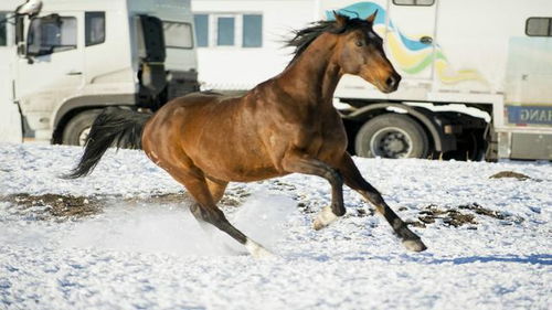 天马踏雪 帅呆了