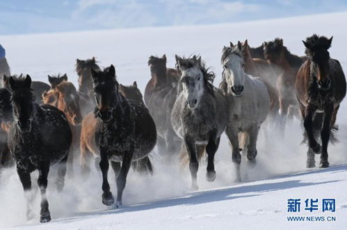 新疆 天马之乡 旅游产业 策马奔腾