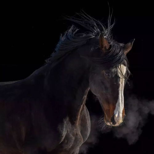 探访天马故乡 昭苏 摄影交流活动系列报道三