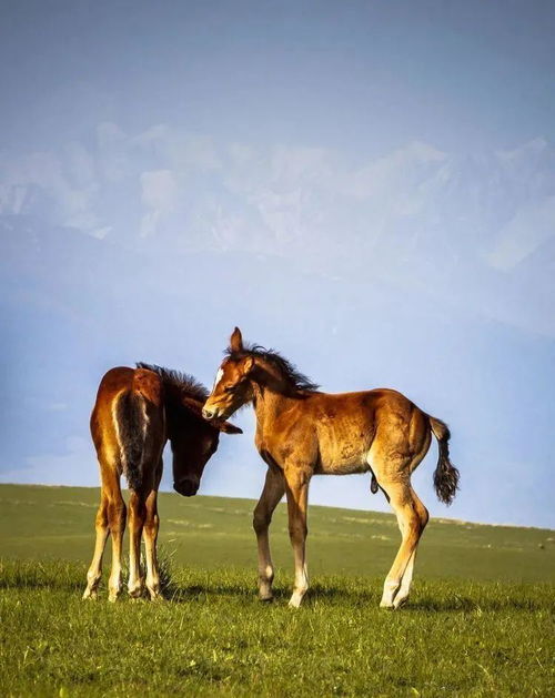 昭苏草原 天马故乡看天马